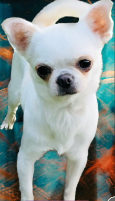 Étalon Chihuahua - Sookie (Sans Affixe)