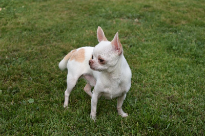 Étalon Chihuahua - Salem de l'elixir d'amour