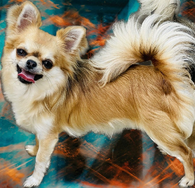 Étalon Chihuahua - Taora des Mini Elidyle