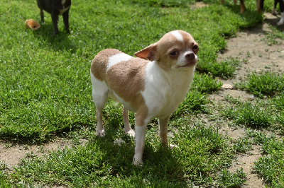 Étalon Chihuahua - Ornella de l'elixir d'amour