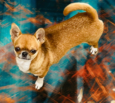 Étalon Chihuahua - Tya des Mini Elidyle