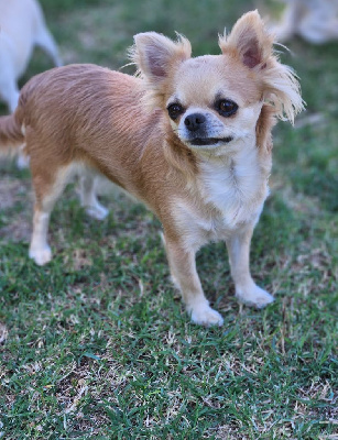 Étalon Chihuahua - Samba du Domaine San Sébastian