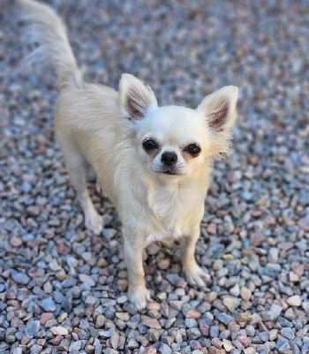 Étalon Chihuahua - Tinkerbell du Domaine San Sébastian