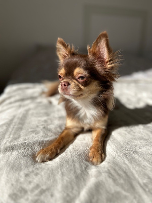 Étalon Chihuahua - Samanta (Sans Affixe)