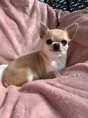 Étalon Chihuahua - So cute Des Petites Mirabelles