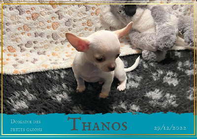 Étalon Chihuahua - Thanos Du Domaine Des Petits Gazons