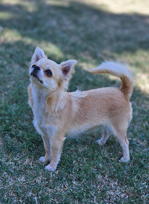 Étalon Chihuahua - Top model du Domaine San Sébastian