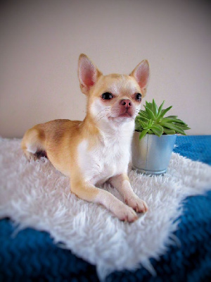 Étalon Chihuahua - Saphir Des graines de stars