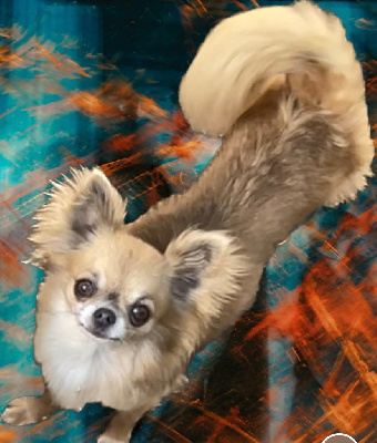 Étalon Chihuahua - Rey (Sans Affixe)
