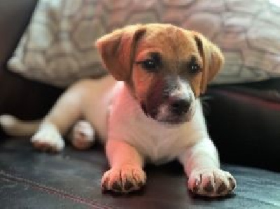 Étalon Jack Russell Terrier - Ulke brown Du Mont Des Sapins Blancs