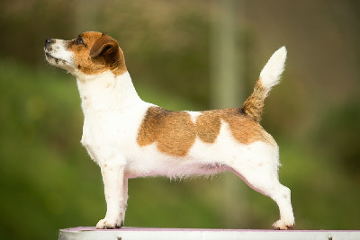 Étalon Jack Russell Terrier - komilfo Tsarina