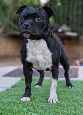 Étalon Staffordshire Bull Terrier - Ruby black nefertitti blackbull diamonds