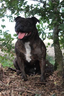 Étalon Staffordshire Bull Terrier - Riley of Atomic Dog