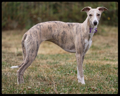 Étalon Whippet - Tefiti (hanna) De La Truffe Sacrée