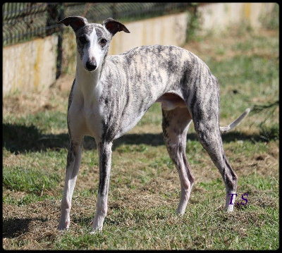 Étalon Whippet - Sir darkness (schester) the New Life Des Collines Noires