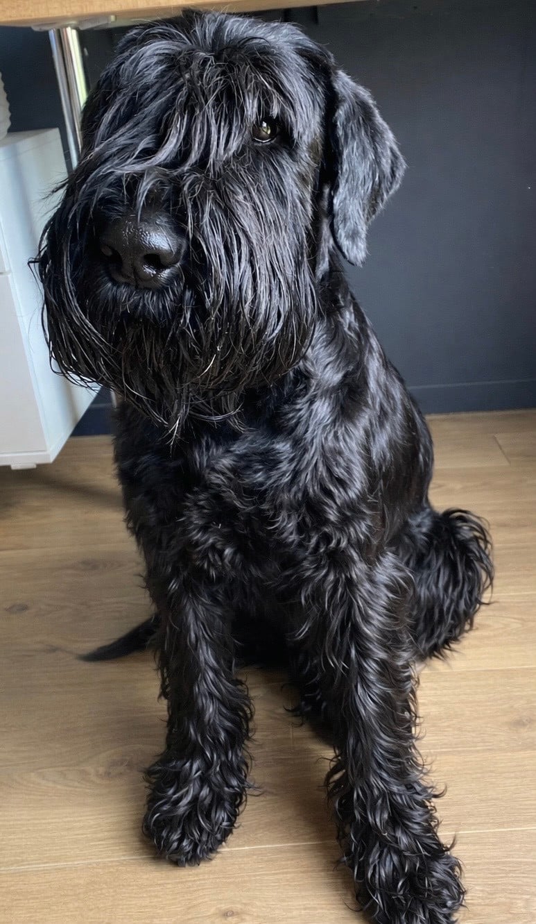 Les Schnauzer Geant de l'affixe   des Barbus de la Vallet