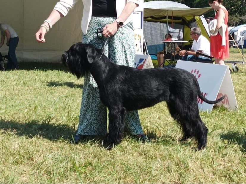 Les Schnauzer Geant de l'affixe   des Barbus de la Vallet