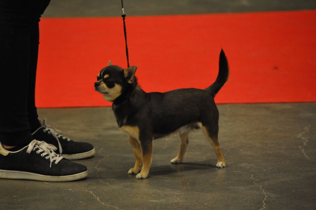 Les Chihuahua de l'affixe   De Somylhan