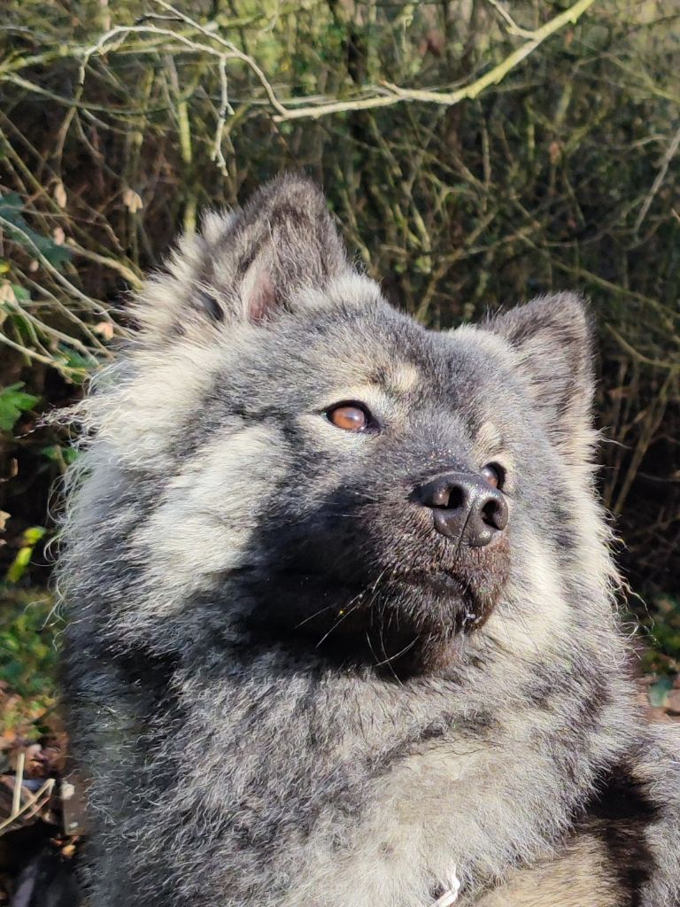 Les Eurasier de l'affixe   Des Murmures De Sigrune