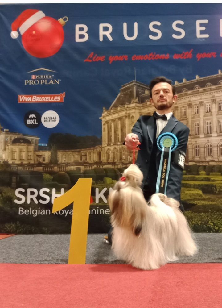 Les Shih Tzu de l'affixe   Les Marcq Aux Poils
