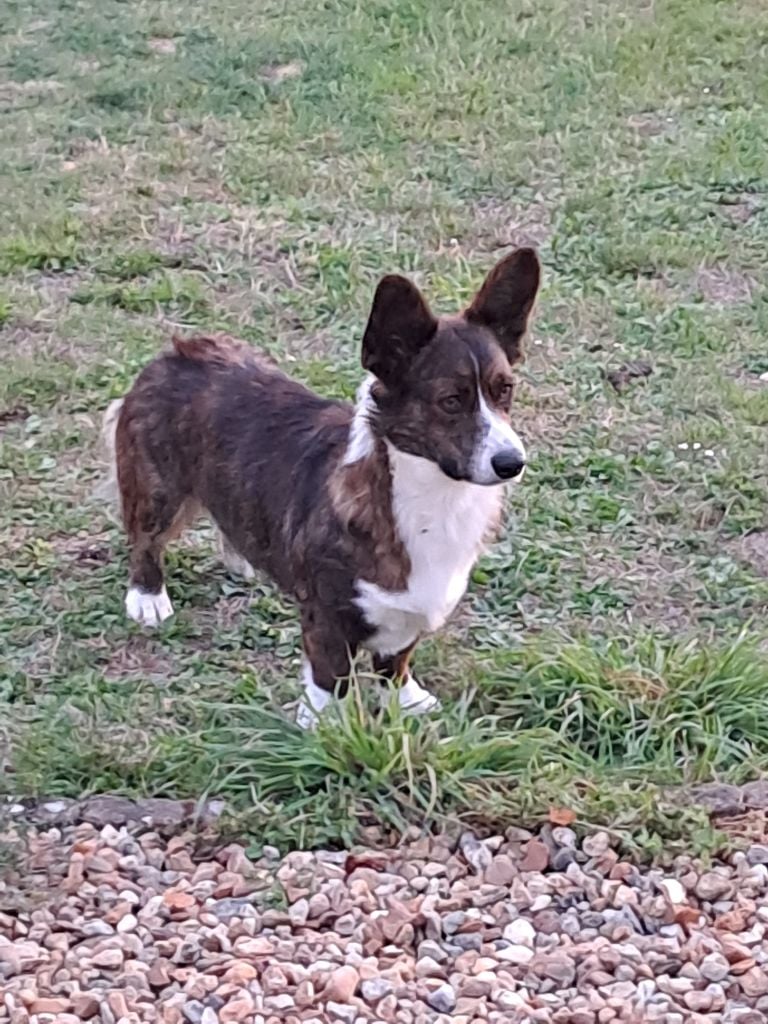 Les Welsh Corgi Cardigan de l'affixe   du Domaine de la Bonnevaltrie