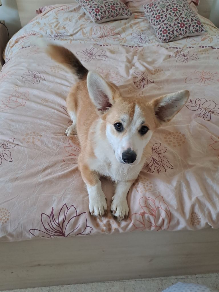 Les Welsh Corgi Pembroke de l'affixe   du Domaine de la Bonnevaltrie