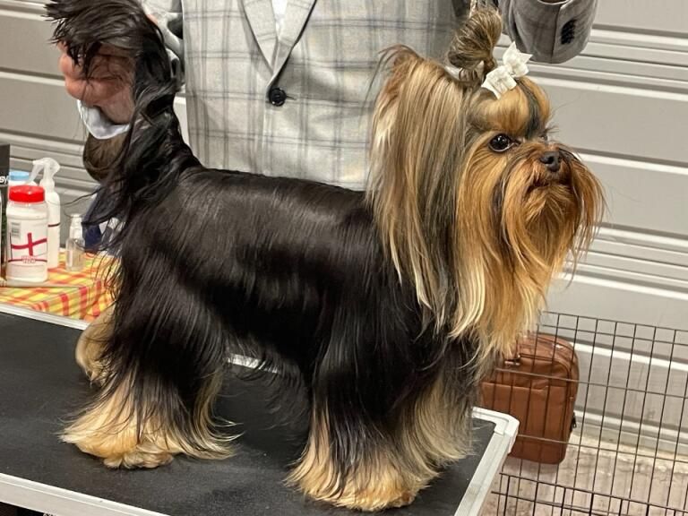 Les Yorkshire Terrier de l'affixe   Les Marcq Aux Poils