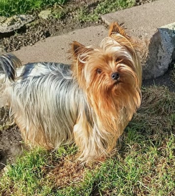 Étalon Yorkshire Terrier - Samba Du Val De Clavernau