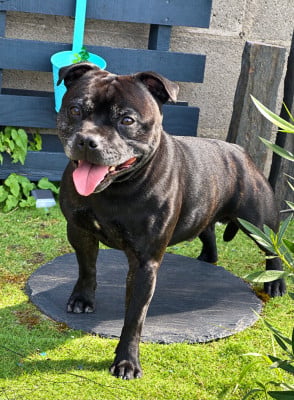 Étalon Staffordshire Bull Terrier - Staffordiamond's Taïgho