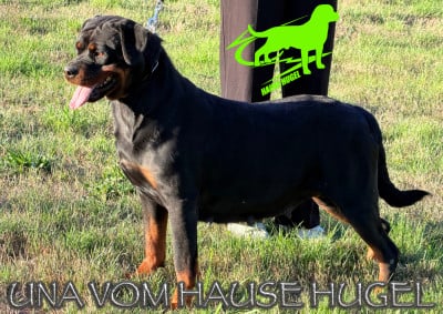 Étalon Rottweiler - Una Vom Hause Hugel