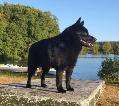 Étalon Schipperke - CH. Starscream of the black Mistery