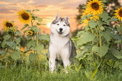 Étalon Siberian Husky - R'force Of City Dream's