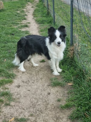 Étalon Border Collie - Tabatha De La Légende De Jupiter