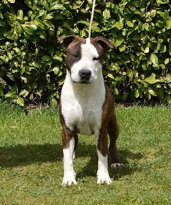 Étalon American Staffordshire Terrier - empire brothers familly Show me your dreams