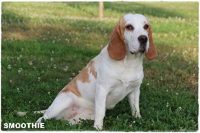 Étalon Beagle - Smoothie du clos du bonheur
