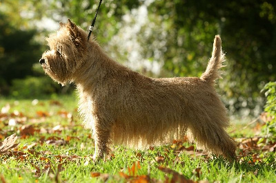 Étalon Cairn Terrier - Roxane du Harpouy D'Auzan