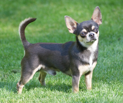 Étalon Chihuahua - Tony stark De L'empire De Ganesh