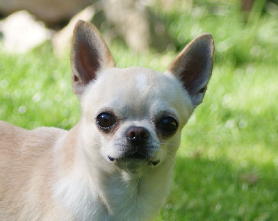 Étalon Chihuahua - CH. Pikaboo des jolis coeurs de Stanley