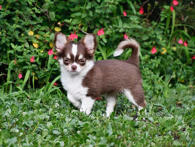 Étalon Chihuahua - Uxanne de Torranswald
