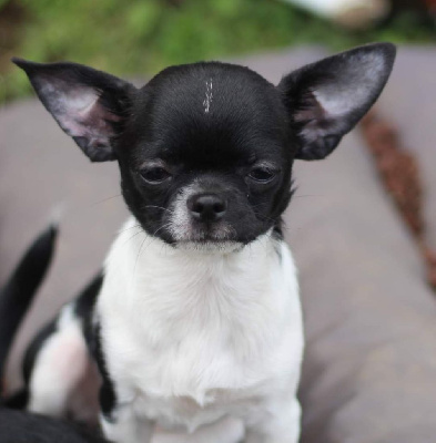 Étalon Chihuahua - Umaia san des Petites Etoiles de Pégase