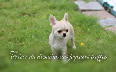 Étalon Chihuahua - Trésor Du Domaine Des Joyeuses Truffes