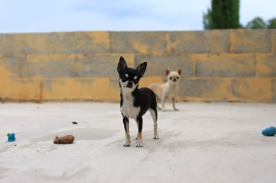 Étalon Chihuahua - Saramour Jet Set's Blue Star