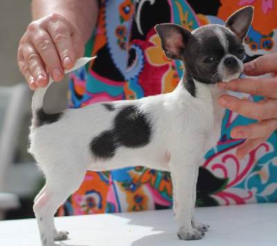Étalon Chihuahua - Ulyssia nai des Petites Etoiles de Pégase