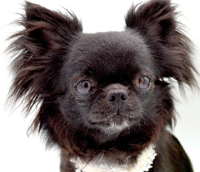 Étalon Chihuahua - Diamondskane Shinning black beauty