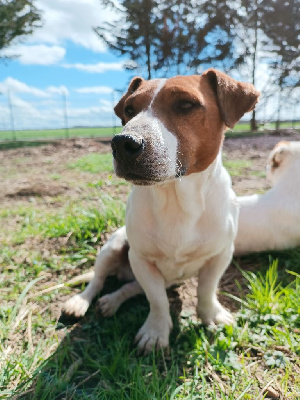 Étalon Jack Russell Terrier - Pancho des terres de bourguenailles