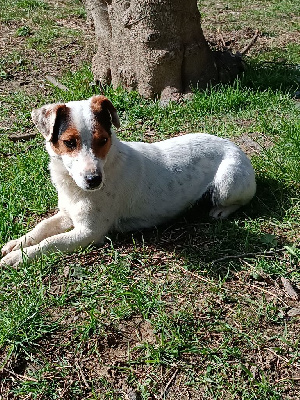 Étalon Jack Russell Terrier - Preciosa pretty jack (Sans Affixe)