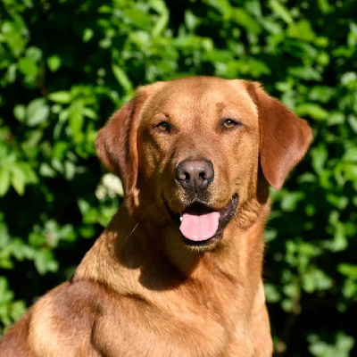 Étalon Labrador Retriever - loumicquest firefighter Tweed