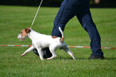 Étalon Parson Russell Terrier - Special silver Da Beira Alta