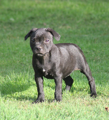 Étalon Staffordshire Bull Terrier - Unbreakable black widow De Rockstar Dog