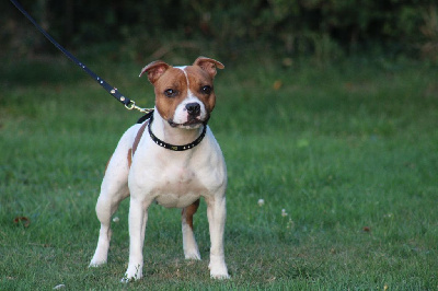 Étalon Staffordshire Bull Terrier - Touch of gold De Rockstar Dog